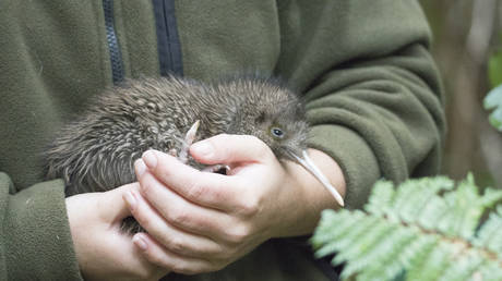 US Zoo entschuldigt sich bei Neuseeland – World