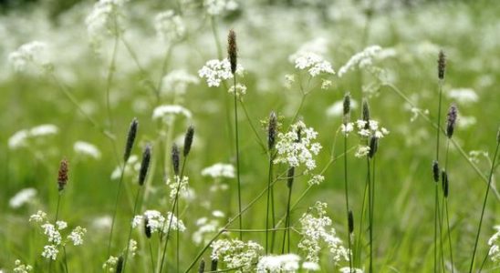 Wahl Nationalblume naehert sich dem Ende Das sind die fuenf Kandidaten