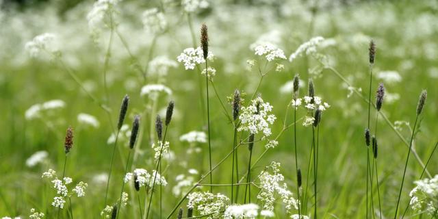 Wahl Nationalblume naehert sich dem Ende Das sind die fuenf Kandidaten