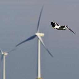 Windparks in der Nordsee zum Schutz von Zugvoegeln erstmals geschlossen