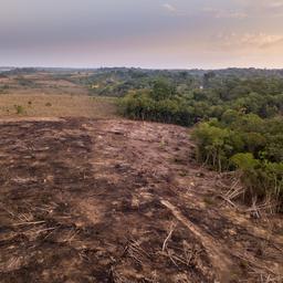 1686002990 Brasilien will die illegale Abholzung im Amazonas bis 2030 stoppen