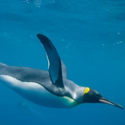 Australien verdreifacht die Groesse seines Meeresnationalparks Im Ausland