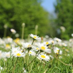 Die Niederlande haben jetzt auch eine Nationalblume das Gaensebluemchen