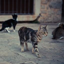 Die Sterilisation von Katzen durch Nadelstiche anstelle einer Operation ist