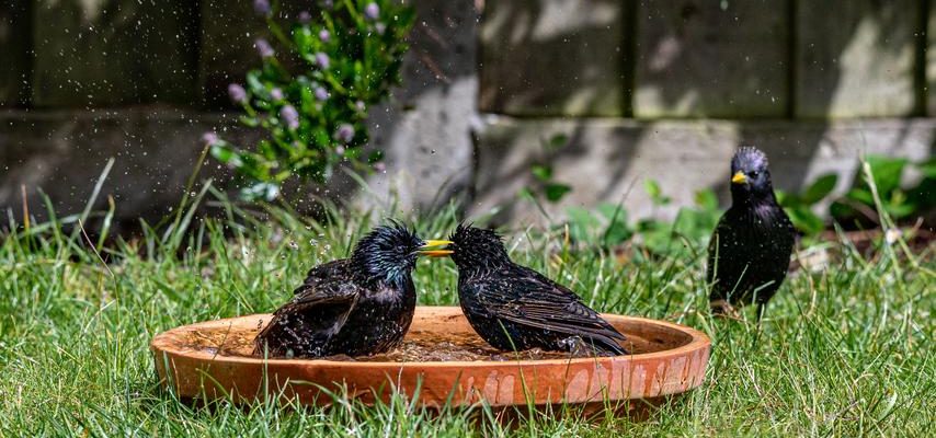 Im Vogelschutz ist viel los denn die Spatzen fallen regelrecht