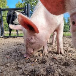 Kinderbauernhof sucht Sonnencreme damit Schweine sich sonnen koennen Tiere