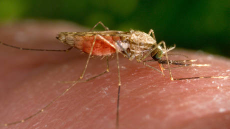 Malaria in Florida Muecken gefunden – CBS – World