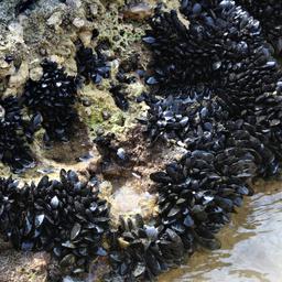 Muscheln koennen Mikroplastik aufnehmen und sorgen so fuer sauberere Ozeane