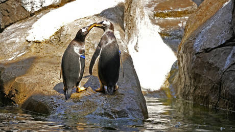 Schwule Pinguine sollen Kindern alternative Sexualitaeten beibringen – World