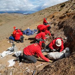 Ueberreste neuer Dinosaurierarten in Chile entdeckt Im Ausland