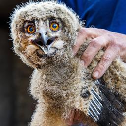 Von der Vogelgrippe sind viele Flussseeschwalben und erstmals auch ein