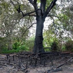 „Stamm muss monumentalen Baum retten der letztes Jahr in Brand