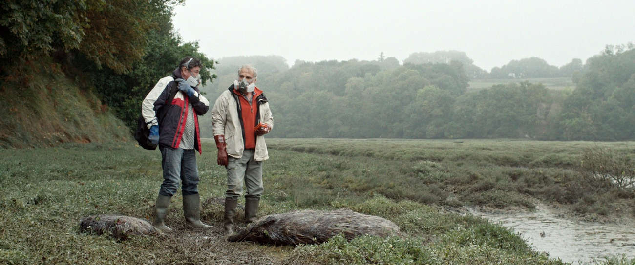 Grünalgen, die bei ihrer Zersetzung nach faulen Eiern riechen und ein giftiges Gas freisetzen, haben in der Region Côtes d'Armor mehrere Opfer gefordert, nicht nur Wildschweine.