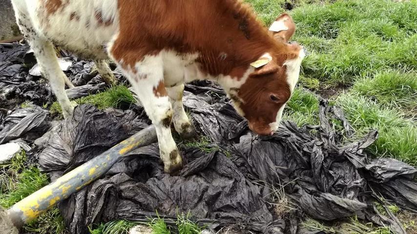 1690759104 0 Stark vernachlaessigtes Vieh Aelterer Landwirt in Isolation haeufiger in Schwierigkeiten