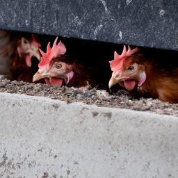 Aufbewahrungspflicht fuer Gefluegel in weiten Teilen der Niederlande aufgehoben