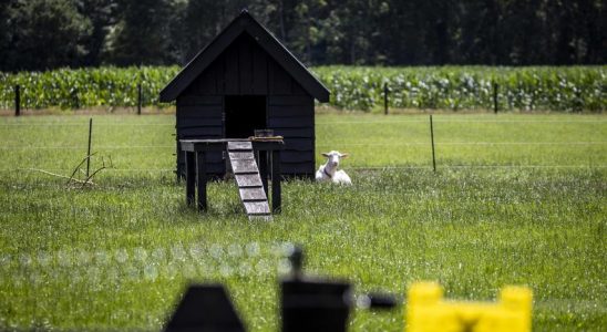 Buergermeister bereut den Wolfsschuss nicht „Sorgt fuer Frieden in der