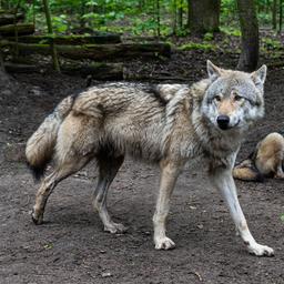 Bundesumweltminister fordert Abschuss wilder „Problemwoelfe Tiere