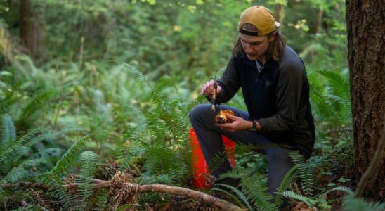 Der Wildlebensmittel Marktplatz von Foraged verzeichnete einen Anstieg der Stammkundenrate um