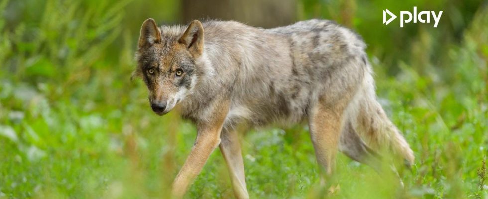 Der in Drenthe erschossene Wolf war ein junger Mann Herkunft