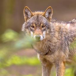 Der in Wapse erschossene Wolf kam aus einem benachbarten Rudel