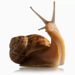 Die exotische Schnecke ist auf dem Vormarsch Aus anderen