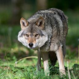 Drenthe Schafzuechter wurde gebissen aber wir muessen keine Angst vor dem