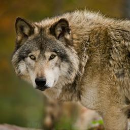 Drenther Schafzuechter der von einem Wolf gebissen wurde ist wieder