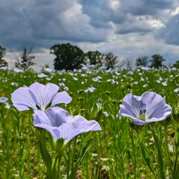 Forschung Flachs und Hanf sind „wesentlich fuer nachhaltigeres Bauen