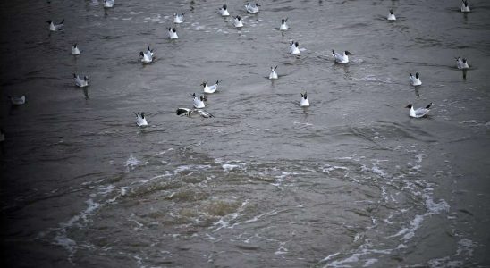 Londons neuer „Super Abwasserkanal soll der Verschmutzung der Themse ein Ende