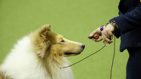 Mann gibt 15000 Dollar aus um „ein Hund zu werden