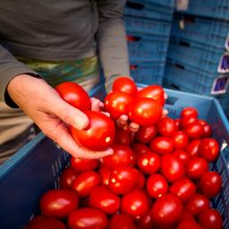 McDonalds wird in Indien aufgrund von Engpaessen weniger Tomaten verwenden