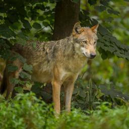 Schafzuechter bei Wolfsangriff in Drenthe verletzt Tier erschossen Innere