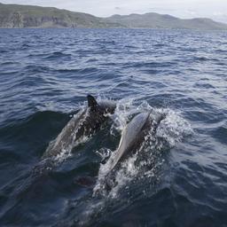 Schotte findet 8000 Jahre alte Delfinknochen bei Schwimmbadbau Bemerkenswert