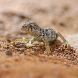 Seltener Leguan wurde in Amersfoort geboren nachdem er von seinen