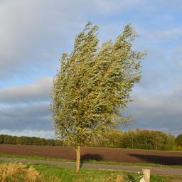 Wettervorhersage Zuerst viel Wind und gelegentlich Schauer dann ein