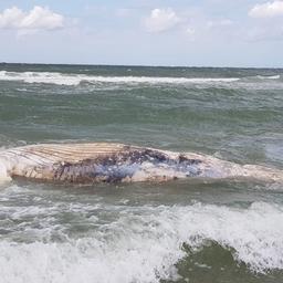 Zuvor gesichteter toter Buckelwal an Strand in Zeeland gespuelt