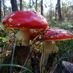 Aufgrund enormer Regenfaelle spriessen Pilze aus dem Boden „Sie sind