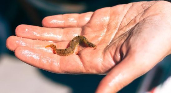 Birnbaeume wachsen zu einem reichen Riff im Wattenmeer heran „Hoffnung