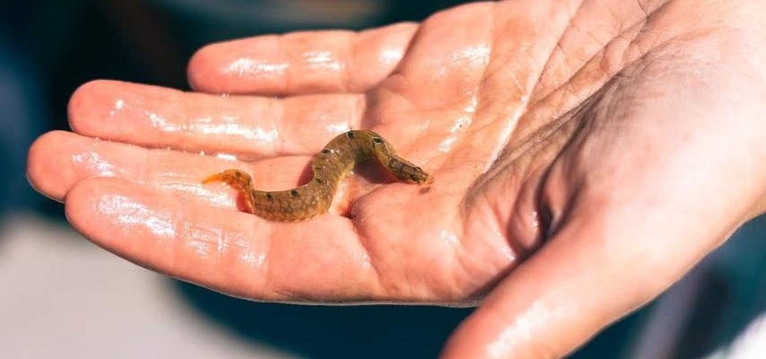 Birnbaeume wachsen zu einem reichen Riff im Wattenmeer heran „Hoffnung