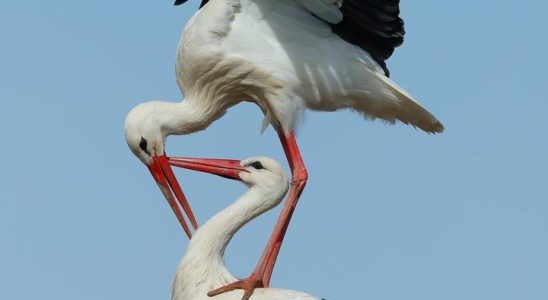 Den Stoerchen geht es in den Niederlanden gut Sie brauchen