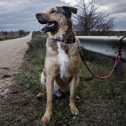 Franzoesische Tierheime sind ueberfuellt weil Urlauber ihre Haustiere massenhaft abgeben