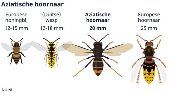 Fuenf Fragen zur Hornisse Du musst dir keine Sorgen machen