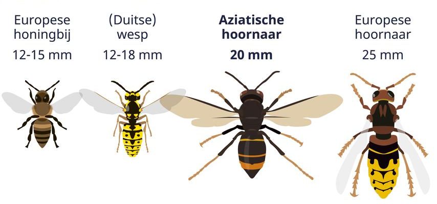 Fuenf Fragen zur Hornisse Du musst dir keine Sorgen machen