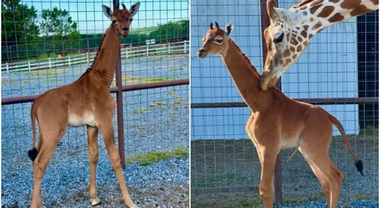 Genetik Seltene makellose Giraffe vermutlich die einzige auf der Welt