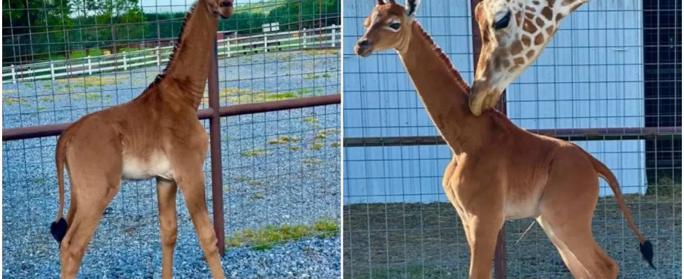 Genetik Seltene makellose Giraffe vermutlich die einzige auf der Welt