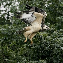 Getoeteter Bussard der jahrelang Passanten in Flevoland angriff Tiere