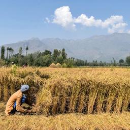 Indien uebt mit hohen Abgaben weiteren Druck auf den globalen