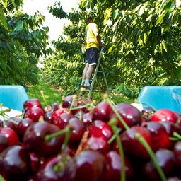 Kirschen werden aufgrund des dramatischen Erntejahres immer teurer auch Sorgen