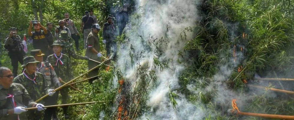 Marihuana Plantage Indonesien brennt Marihuana Plantage nieder die von Drohnen entdeckt wurde