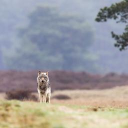 Mindestens fuenf Wolfsjunge in Midden Drenthe geboren Tiere